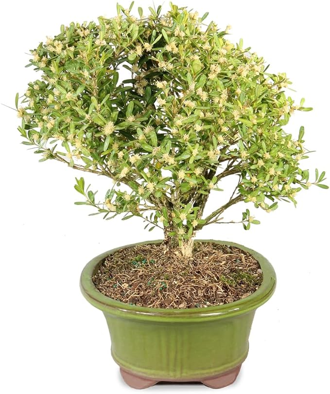 Brussel's Bonsai Live Harland Boxwood Bonsai Tree - Medium, 5 Years, 8 to 12 Inches Tall - Outdoor Bonsai Tree with Ceramic Bonsai Pot
