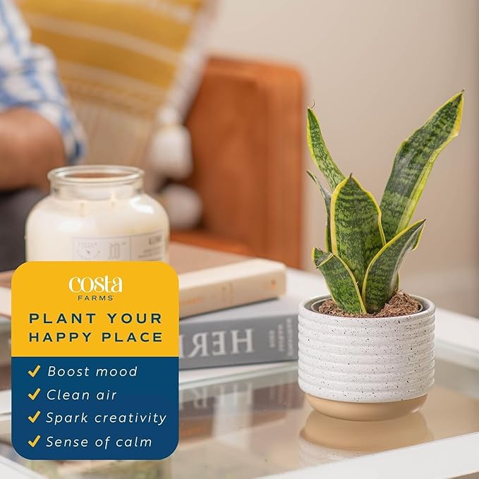 Costa Farms Snake Plants, Live Plants in Plastic Pots, Easy to Maintain, Air Purifying Indoor Succulent Houseplants, Assorted Variety, Home or Office Decor, 8-12 Inches Tall, Pack of 2
