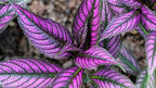 Persian Shield Live Plants | Pack of 2 (Two) | 5-9 Inch Strobilanthes Dyerianus | Royal Purple | Iridescent Metallic Foliage for Shade Garden or Indoor Houseplant