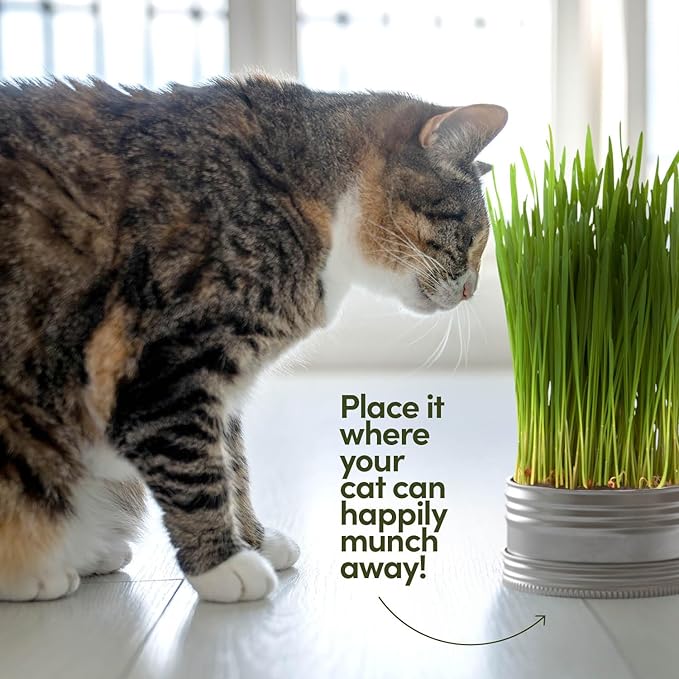 Cat Grass for Indoor Cats Kit - 3 Complete Growing Organic Planter Kits - Grow Your Own Cat Grass - Organic Plant Seeds - Pet Health Supplies Stuff - Gift for Pet Lover