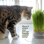 Cat Grass for Indoor Cats Kit - 3 Complete Growing Organic Planter Kits - Grow Your Own Cat Grass - Organic Plant Seeds - Pet Health Supplies Stuff - Gift for Pet Lover