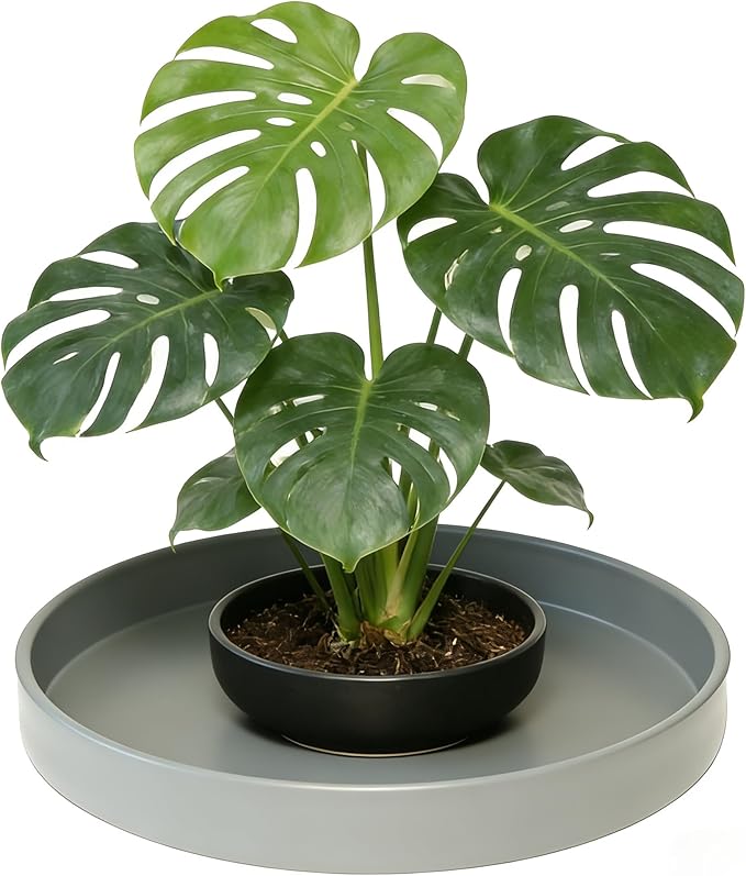 1 Pack 10 inch Plant Saucer Drip Tray, Heavy Sturdy Plastic Planter Flower Pot Drainage Tray Plate Saucers for Indoor Outdoor Garden, Plant Water Drip Trays for pots Base (10", Gray)