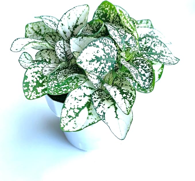 Hypoestes White Splash Live Potted House Plants, 2" Pots