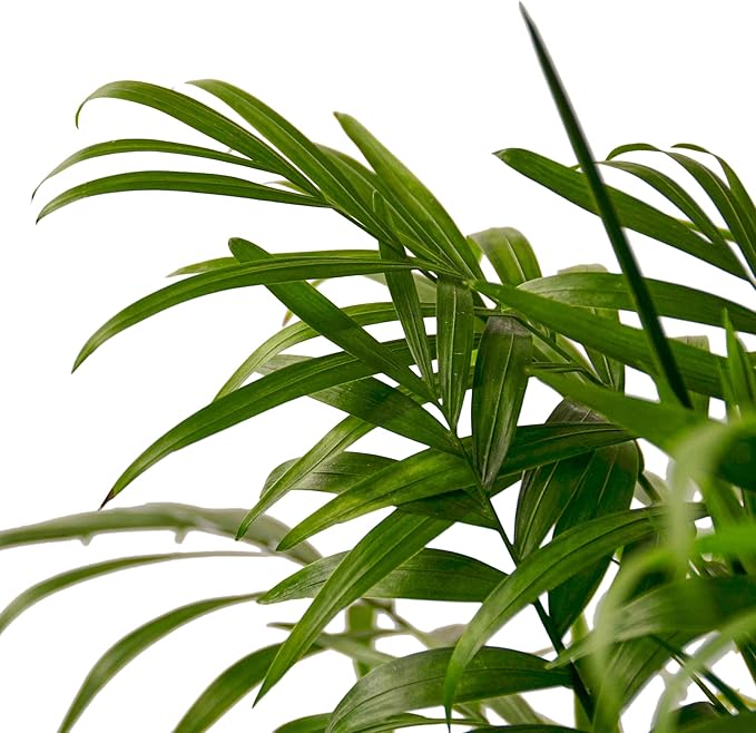 Parlor Palm Live Indoor Plant | Neanthebella Live Plant | Air Purifying Plant | Ship from CA in Nursey Pot | PET Friendly (Medium Plant, 4" Pot)