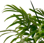 Parlor Palm Live Indoor Plant | Neanthebella Live Plant | Air Purifying Plant | Ship from CA in Nursey Pot | PET Friendly (Medium Plant, 4" Pot)