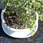 Chinese Elm with White 10" Ceramic Tray