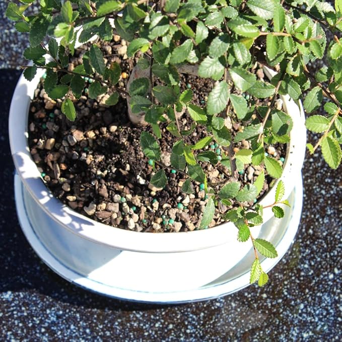 Chinese Elm with White 10" Ceramic Tray