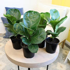 Fiddle Leaf Fig Tree (4 Pack), Ficus Lyrata Plant Pack, Ficus Tree Live Plant Delivery, Popular Plant Decor, Indoor Plants Live Houseplants, Real Plants, Live Plants Indoor Plant by Plants for Pets