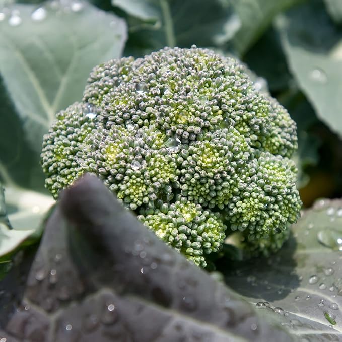 Bonnie Plants Lieutenant Broccoli 19.3 oz. 4-pack