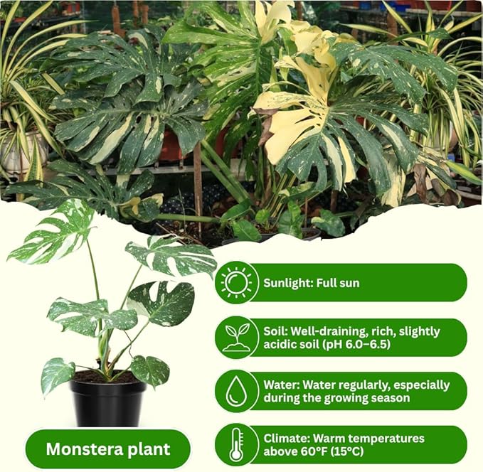 Monstera Plant Live, Monstera Fully Rooted 4-7'' Tall, No Pot, Easy-Care, Fast-Growing Indoor Houseplant (Constellation Monstera)