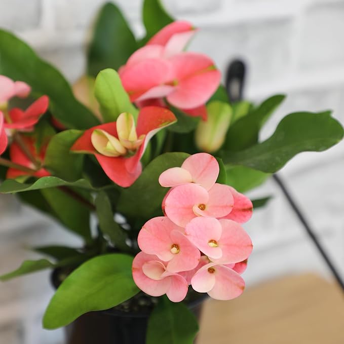 Altman Plants Crown of Thorns Plant (Euphorbia milii) in 4.25" Pot, Easy Plant Care, House Plant & Live Succulent, Year Round Indoor Flowering Plants with Indoor Plant & Live Cactus Soil Potting Mix