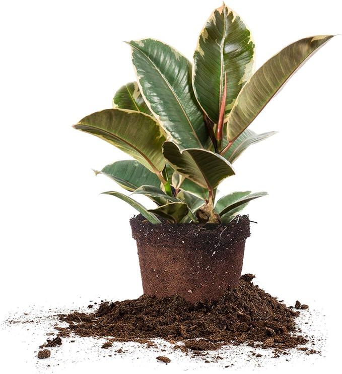 Perfect Plants Variegated Rubber Plant | Ficus Elastica 'Tineke' | Live Indoor Houseplant | Unique Home Décor, 6in. Grower's Pot