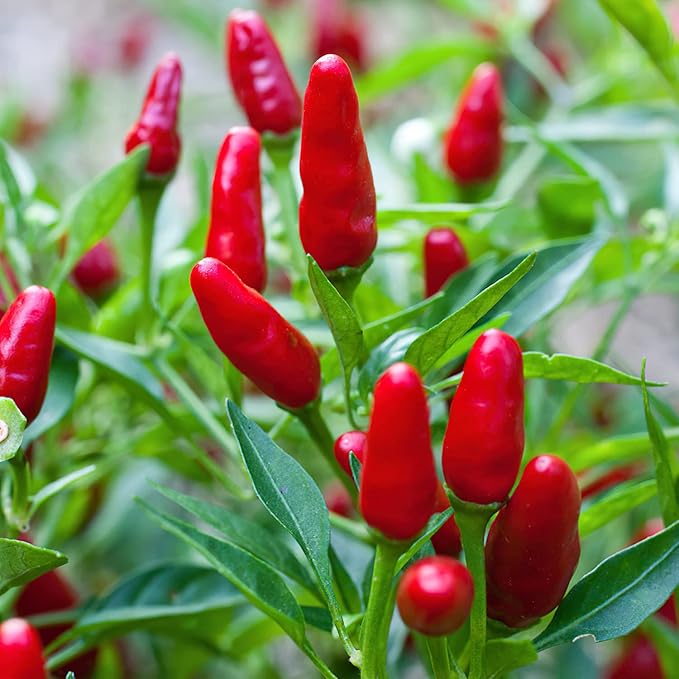 Bonnie Plants Thai Ornamental Hot Pepper, 19.3 oz., 4-Pack, Live Plants