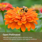 Cut Flower Garden Seed Mix – 15,000+ Seeds – 1 oz Extra Large Packet – Non-GMO Flower Seeds – Zinnia, Cosmos, Larkspur, Calendula, Bishop’s Flower & More for Bouquets & Cutting Gardens