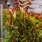 SubstrateSource Live Plant - Tall Grass, Vallisneria Spiralis - Easy Care, Low to Medium Light, Green with Spotted Bands, Background, Freshwater Aquatic Plant for Aquascaping - Lead Bunch, 4 Pack