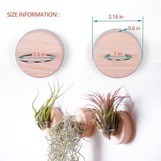 MITIME Air Plants Holders-Real Wood Live Air Plant Holders.Rustic Air Plant Stand,Wall-mounted to save space.(Plants not included)(Orbicular Set of 6)