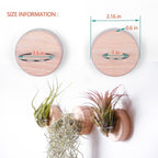 MITIME Air Plants Holders-Real Wood Live Air Plant Holders.Rustic Air Plant Stand,Wall-mounted to save space.(Plants not included)(Orbicular Set of 6)