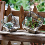 ELEGANTLIFE Glass Geometric Plant Terrarium Container, Flower Pot Tabletop Planter Decor Glass Display Box Succulent & Air Planter for Home Garden Office Decoration(Black Cubic Set of 2)