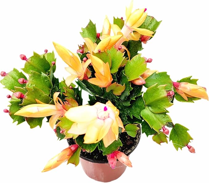 Thanksgiving Cactus, Peach Seasonal Blooms, Live Indoor Plant, Flowering Houseplant, Christmas Cactus, 4-Inch Pot, Holiday Decor, Pet Safe, Free Heat Pack