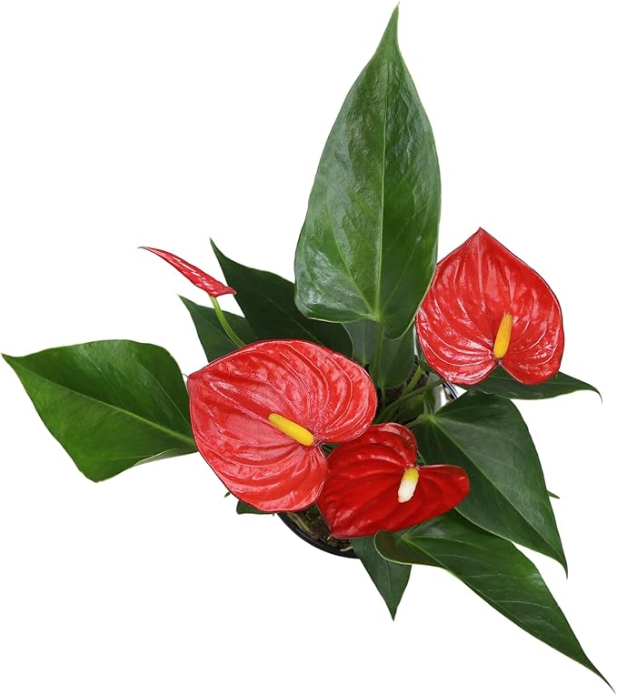 Altman Plants Red Anthurium Live Plant Decor in 4 Inch White Plastic Plant Pot, Easy to Grow Desk Plant, Easy Plant Gift, Decorative Indoor Plant, Live Anthuriums Live Plants Grown in Potting Soil Mix