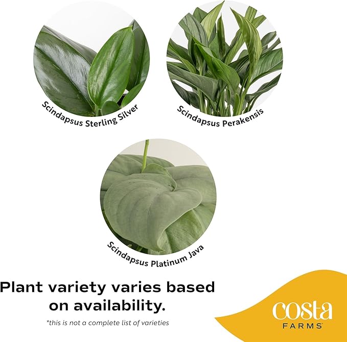 Costa Farms Scindapsus Live Plant in Self Watering Decor Pot, Assorted Variety, Easy to Maintain, Air Purifying Vining Indoor Houseplant, Perfect for Home, Room, or Office Décor, 9-12 Inches Tall