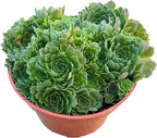 Sprout N Green Rosularia platyphylla, 1 Live Succulent Plant Fully Rooted in 4" Pot, House Plant for Indoor Outdoor Home Office Wedding Decoration DIY Project Party Favor
