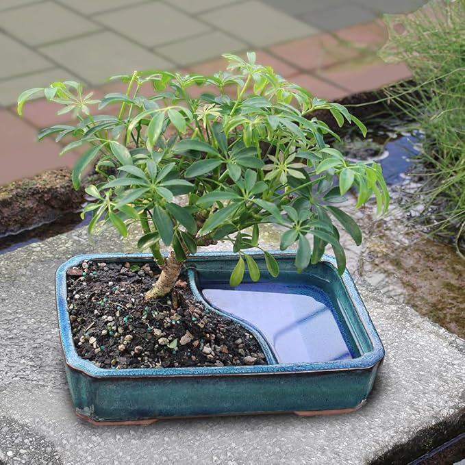 Brussel's Bonsai Live Hawaiian Umbrella Bonsai Tree - Medium, 5 Year, 6 to 10 Inches Tall - Indoor Bonsai Tree with Water Bonsai Pot