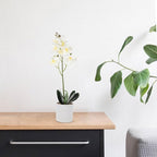 Luxshiny Artificial Phalaenopsis Bonsai Orchid Plant, Lifelike Faux Potted Flowers with 8 White Blooms, Realistic Indoor Home Décor Table Centerpiece for Living Room and Office