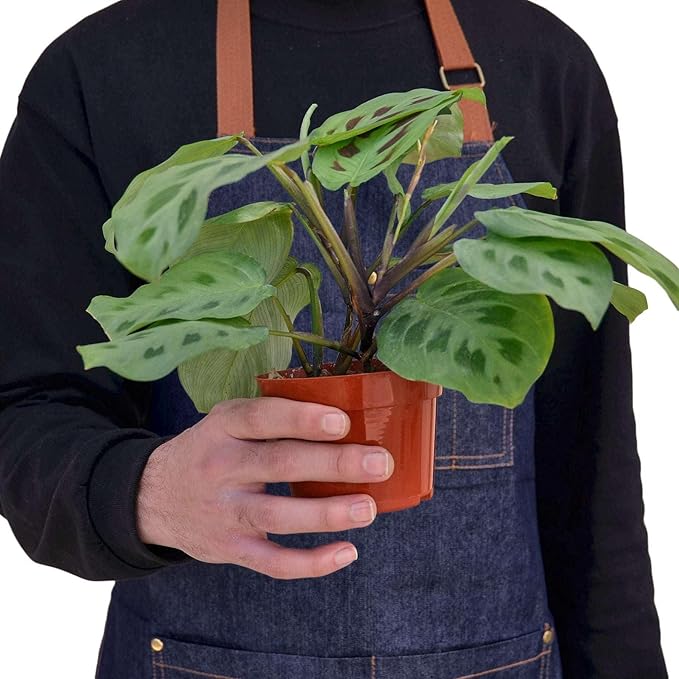 Maranta Leuconeura Live Plant for Indoor | Different Houseplants in 4'' & 6'' Pot | Real House Plant for Living Room, Office, Desk & Bathroom | Prayer Plant