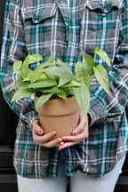 PLANTVERS Cebu Blue Pothos Epipremnum Pinnatum in 4" Nursery Pot | Vining Plant | Lowlight Indoor Plant | Office Plant | Air Purifying Trailing Plants