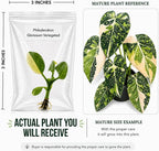 Rare Philodendron Gloriosum Variegated Tissue Culture Starter Plant, Indoor Plants, Simple to Grow Plants Live Houseplants, Exotic Live Plants Indoor
