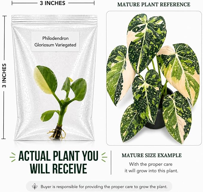 Rare Philodendron Gloriosum Variegated Tissue Culture Starter Plant, Indoor Plants, Simple to Grow Plants Live Houseplants, Exotic Live Plants Indoor
