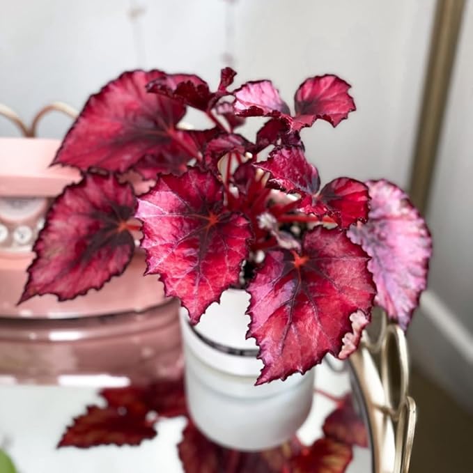 Trailing Begonia Plant Live, Rare Begonias Live Plant, 4-8 Inc Starter Indoor Outdoor Houseplant (Red Begonia)
