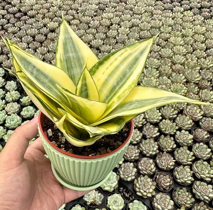Sprout N Green Sansevieria 'Golden Hahnii' with Green Stripe Pot, Live Snake Plant Fully Rooted in 4" Planter with Soil, Home Office Indoor Outdoor Wedding Decoration DIY Projects Party Favor