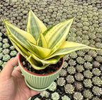 Sprout N Green Sansevieria 'Golden Hahnii' with Green Stripe Pot, Live Snake Plant Fully Rooted in 4" Planter with Soil, Home Office Indoor Outdoor Wedding Decoration DIY Projects Party Favor
