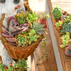 Sprout N Green 10 Assorted Live Succulent Cuttings, Rare Varieties Plant Clipping, Great for Terrariums, Mini Gardens, DIY Projects, Starter Plants, Wedding Decor, No 2 Succulents Alike