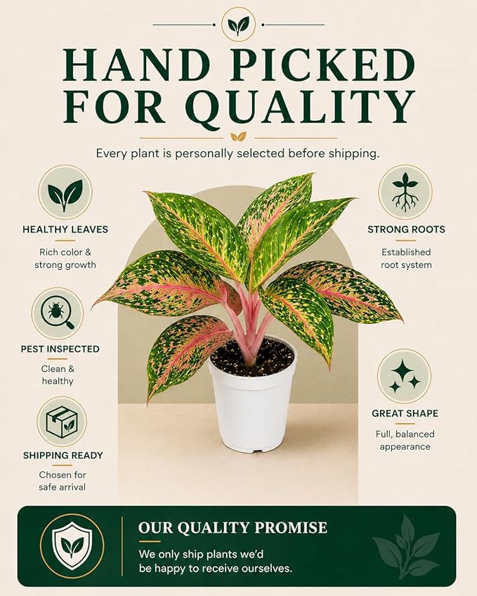 Aglaonema Sparkling Sarah House Plant, Chinese Evergreen Live Plant for Indoor Spaces, Colorful Aglaonema Live Plant, Feng Shui Plants Live Houseplants for Good Luck