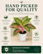 Aglaonema Sparkling Sarah House Plant, Chinese Evergreen Live Plant for Indoor Spaces, Colorful Aglaonema Live Plant, Feng Shui Plants Live Houseplants for Good Luck