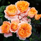 Rose Seeds for Planting, 200+ Mixed Rose Flower Seeds, Perennial Exotic Flower Plants, Non-GMO Heirloom Rare Vine Rose Seed for Garden Outdoor
