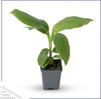 Live Hardy Banana Plant (Musa Basjoo) – Cold Hardy Tropical Perennial, Grows 6–10 Ft Tall, Fast Growing Outdoor Accent, Ships 15” Tall in 1.5 Qt Pot