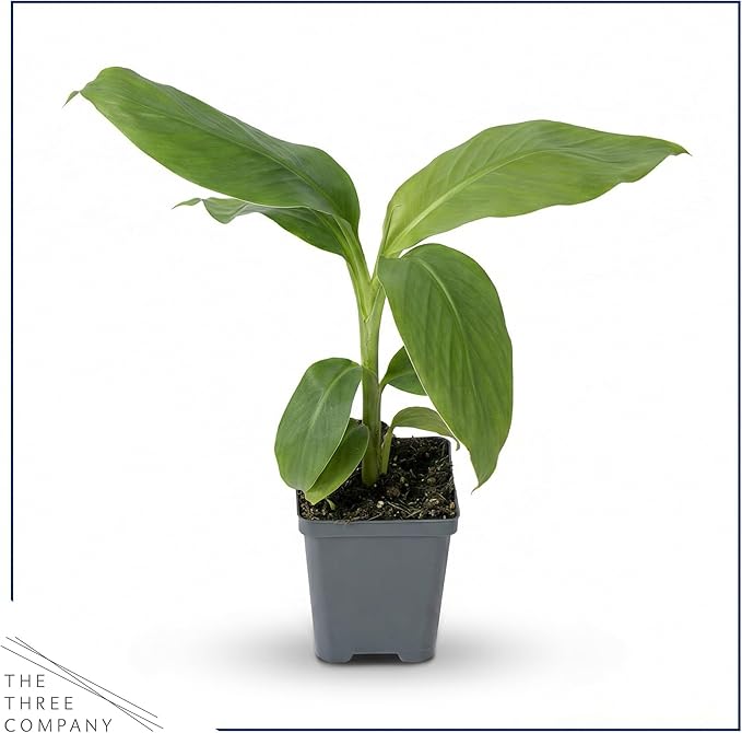 Live Hardy Banana Plant (Musa Basjoo) – Cold Hardy Tropical Perennial, Grows 6–10 Ft Tall, Fast Growing Outdoor Accent, Ships 15” Tall in 1.5 Qt Pot