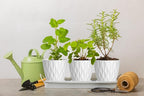 6 Inch Plant Pots, 6 Pack Indoor Flower Pots, Planters with Drainage Holes and Trays for Orchids, Violets, Succulents, Herbs, and Other Plants,White