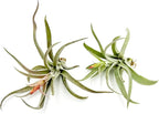 ragnaroc Air Plants - Flowering Tillandsia Harrisii, Large 3-5" - 2ct - Live Arrival Guaranteed - House Plants for Home Decor & Gift