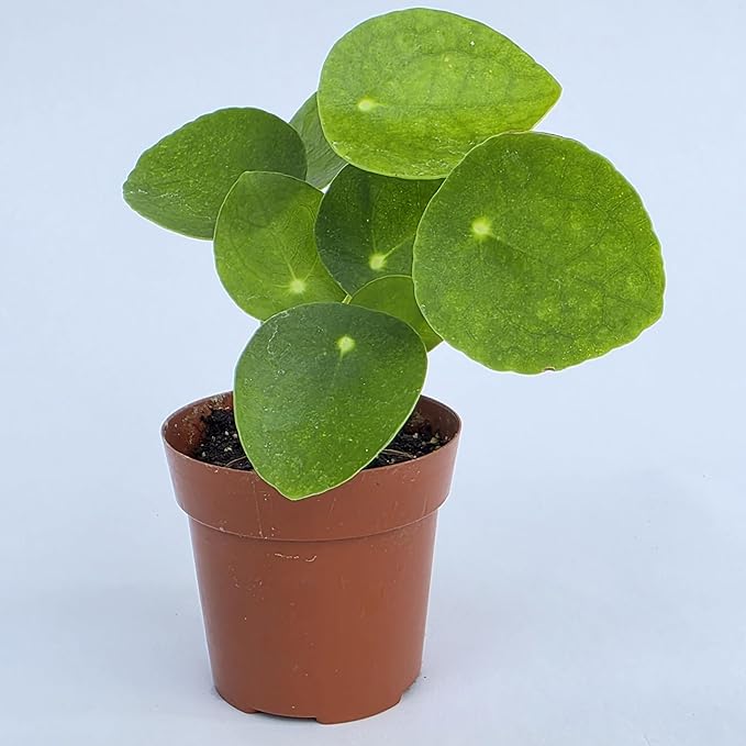 Chinese Money Plant Live (Pilea Peperomioides) | Available in 2.5 Inch & 4 Inch Nursery Pot or Add Our Geometric Self-Watering Planter | Air Purifying (Nursery Pot, 2.5 inch Pot)