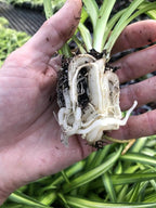 Hawaiian Spider Plant - 4 Pack Live Starter Plants - for Home & Office Decor - Air Purifying Rare Houseplants with White & Green Striped Foliage - Easy to Grow Indoor & Garden Plant