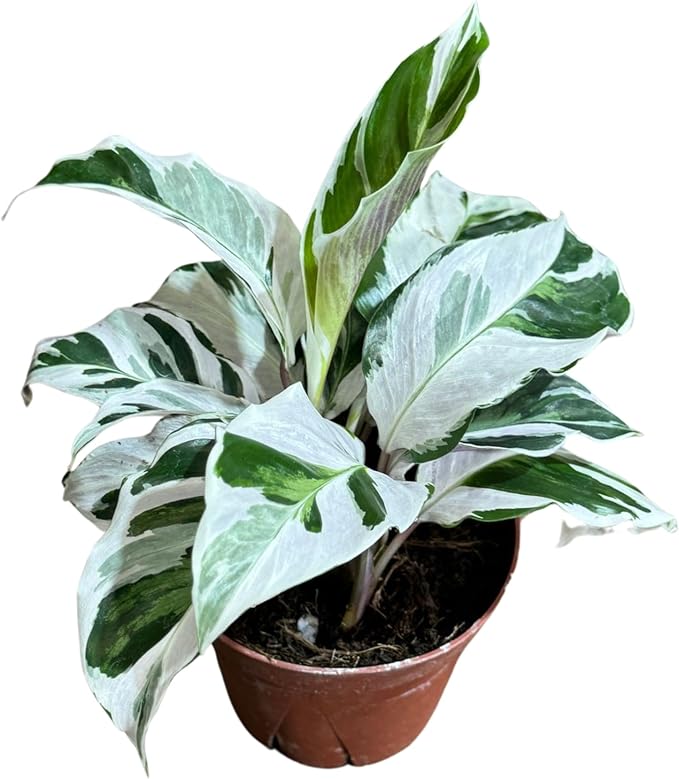 PLANTVERS Live Calathea Plant – Low-Maintenance Indoor Houseplant | Low-Light & Easy-Care Pet-Friendly Plant | Air-Purifying Tropical Houseplant (Calathea White Fusion, 4" Nursery Pot)