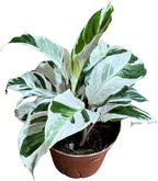 PLANTVERS Live Calathea Plant – Low-Maintenance Indoor Houseplant | Low-Light & Easy-Care Pet-Friendly Plant | Air-Purifying Tropical Houseplant (Calathea White Fusion, 4" Nursery Pot)
