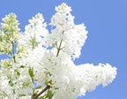 White Lilac Seeds for Planting | 30 Seeds | Highly Prized for Bonsai, Fragrant White Flowers