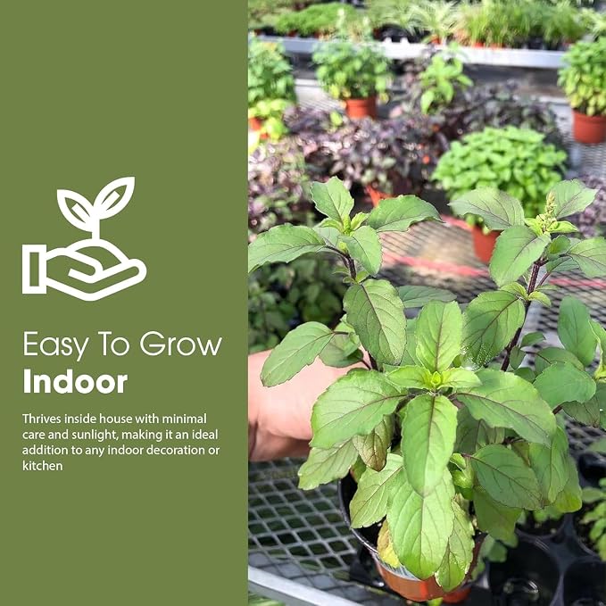 Tulsi Krishna Holy Basil Plants Live - Rare Live Basil Plant - Ocimum Sanctum - Purple Tulsi - Non GMO - Garden Indoor & Outdoor (1)