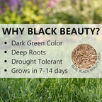 Jonathan Green (10324) Black Beauty Ultra Grass Seed - Cool Season Lawn Seed (50 lb)